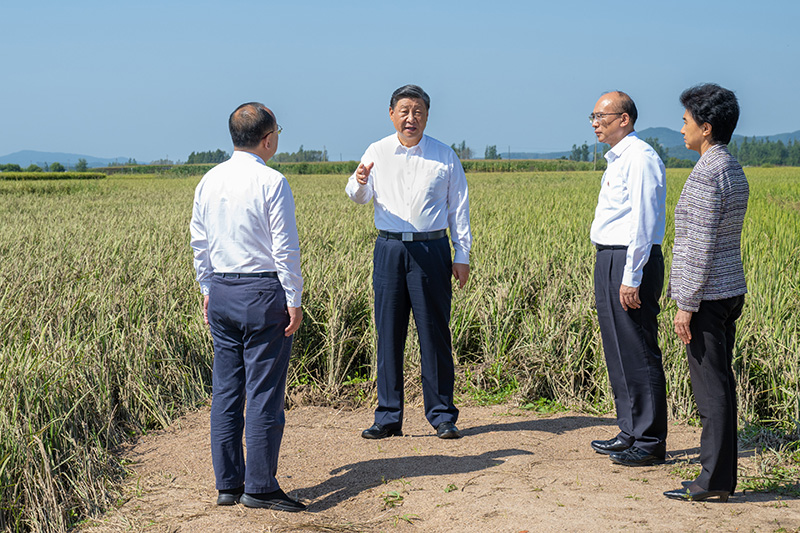 9月6日至8日，中共中央總書記、國(guó)家主席、中央軍委主席習(xí)近平在黑龍江考察。這是7日上午，習(xí)近平在遭受洪澇災(zāi)害的哈爾濱尚志市老街基鄉(xiāng)龍王廟村，察看水稻受災(zāi)情況。